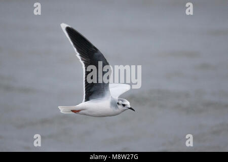 Dwergmeeuw, Mouette pygmée, Hydrocoloeus minutus Banque D'Images