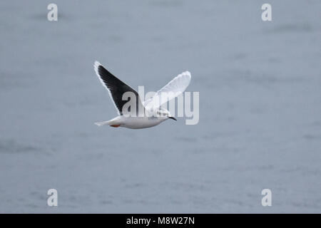 Dwergmeeuw, Mouette pygmée, Hydrocoloeus minutus Banque D'Images