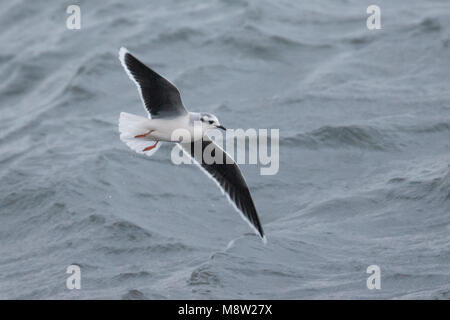 Dwergmeeuw, Mouette pygmée, Hydrocoloeus minutus Banque D'Images