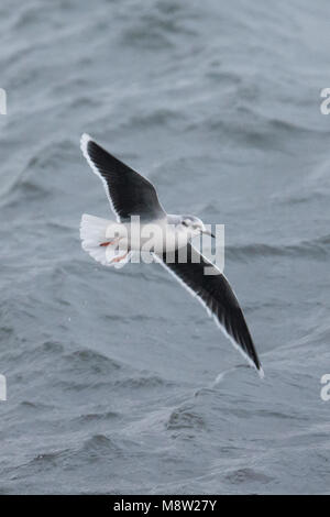 Dwergmeeuw, Mouette pygmée, Hydrocoloeus minutus Banque D'Images