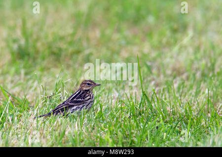 Pipit de la Petchora, Petsjorapieper, Anthus gustavi Banque D'Images