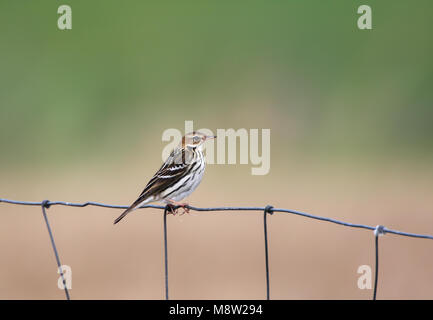 Pipit de la Petchora, Petsjorapieper, Anthus gustavi Banque D'Images