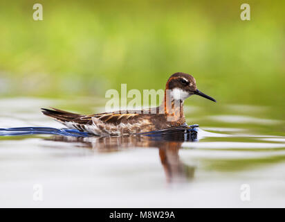 Grauwe Franjepoot ; Le Phalarope à bec étroit Phalaropus lobatus ; Banque D'Images