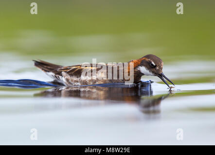 Grauwe Franjepoot ; Le Phalarope à bec étroit Phalaropus lobatus ; Banque D'Images