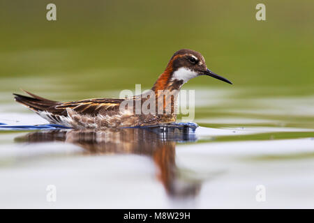 Grauwe Franjepoot ; Le Phalarope à bec étroit Phalaropus lobatus ; Banque D'Images