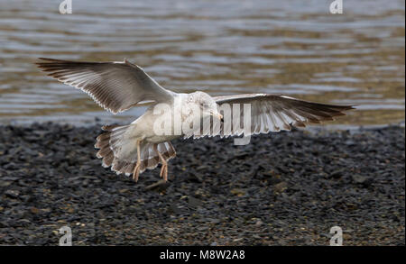 L'image d'oiseaux par Hugh Harrop Banque D'Images