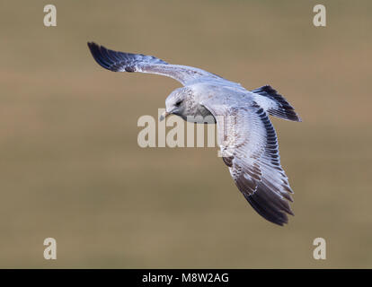 L'image d'oiseaux par Hugh Harrop Banque D'Images