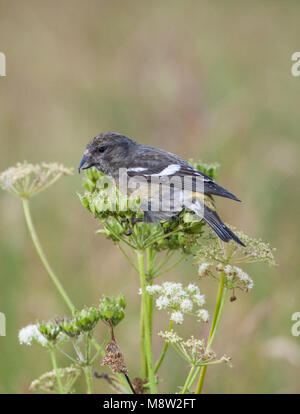 L'image d'oiseaux par Hugh Harrop Banque D'Images