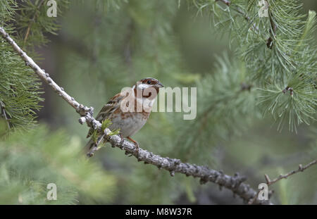 Pine Bunting mâle adulte homme Witkopgors ; perché volwassen zittend Banque D'Images