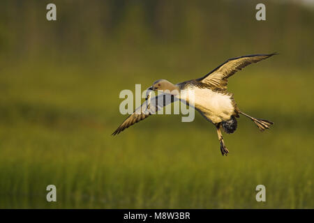 Plongeon catmarin des profils avec summerplumage Roodkeelduiker zomerkleed ; vol volwassen vliegend Banque D'Images