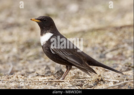 Ring Ouzel homme debout sur la terre ; homme Beflijster staand op de grond Banque D'Images