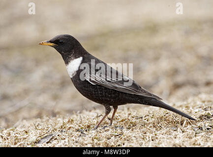 Ring Ouzel homme debout sur la terre ; homme Beflijster staand op de grond Banque D'Images