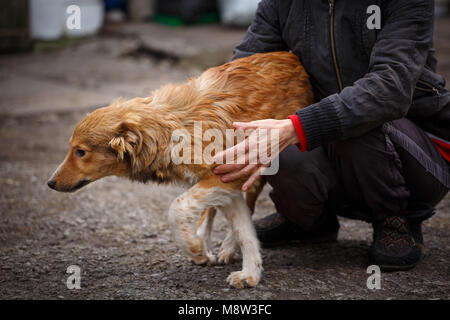 Un chien est un ami. Un véritable ami. Aide pour les chiens errants. Les vétérinaires et les animaux. Banque D'Images