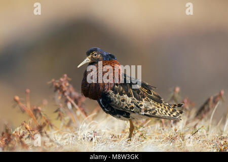 Kemphaan, Ruff Philomachus pugnax, Banque D'Images