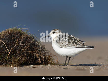 Juveniele Drieteenstrandloper Sanderling juvénile ; Banque D'Images