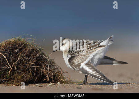 Juveniele Drieteenstrandloper Sanderling juvénile ; Banque D'Images