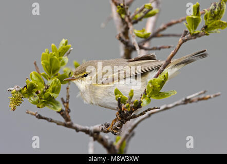 Willow Warbler Fitis zittend perché ; Banque D'Images