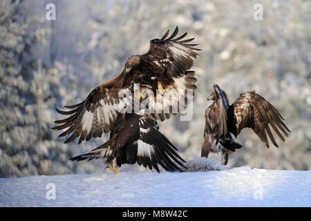 Steenarend, aigle royal, Aquila chrysaetos Banque D'Images