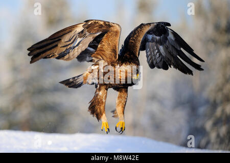 Steenarend, aigle royal, Aquila chrysaetos Banque D'Images