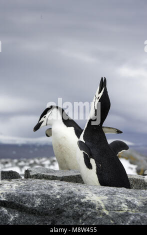 Manchot à jugulaire, Keelbandpinguin, Pygoscelis antarcticus Banque D'Images