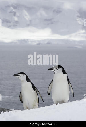 Manchot à jugulaire, Keelbandpinguin, Pygoscelis antarcticus Banque D'Images