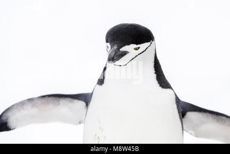 Manchot à jugulaire, Keelbandpinguin, Pygoscelis antarcticus Banque D'Images