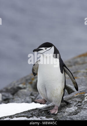 Manchot à jugulaire, Keelbandpinguin, Pygoscelis antarcticus Banque D'Images