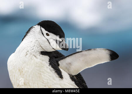 Manchot à jugulaire, Keelbandpinguin, Pygoscelis antarcticus Banque D'Images