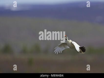 Mannetje Alpensneeuwhoen dans viaje en avión, Lagopède mâle en vol Banque D'Images