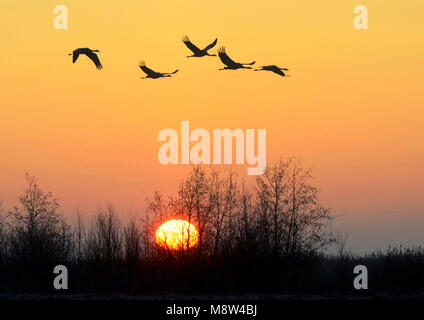 Dans vliegend Kraanvogels zonsondergang, grues cendrées volant dans le coucher du soleil Banque D'Images