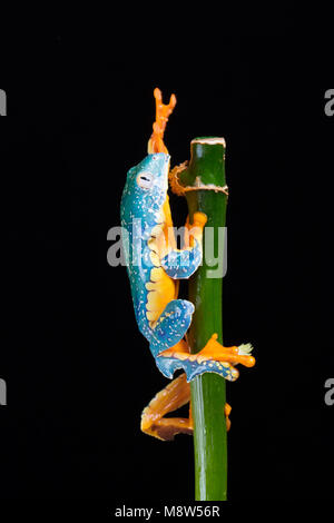 Grenouille feuille atteignant jusqu'à franges Banque D'Images