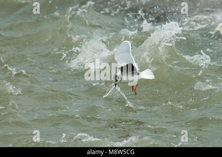 Peu d'fouragering Dwergmeeuw fouragerend ; Gull Banque D'Images