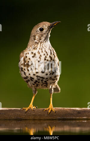 Grote Lijster, Mistle Thrush, Turdus viscivorus Banque D'Images