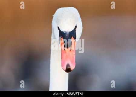 Knobbelzwaan close-up ; Cygne muet close up Banque D'Images