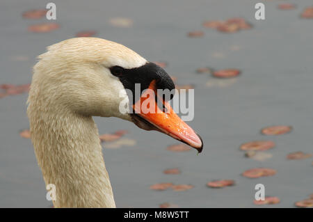 Knobbelzwaan close-up ; Cygne muet close-up Banque D'Images