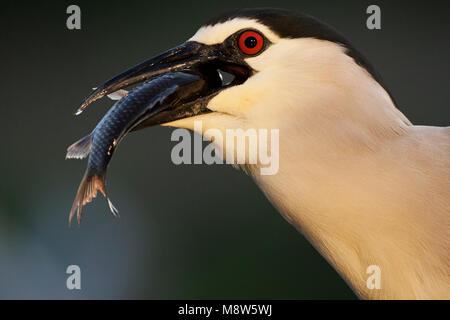 Kwak volwassen vogel die een vis ; eet bihoreau gris d'oiseaux adultes de manger un poisson Banque D'Images