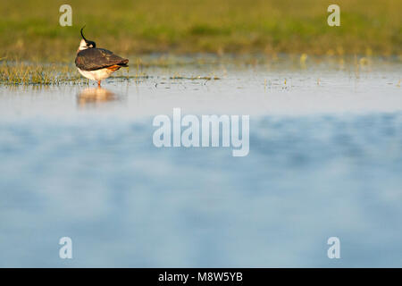 Kievit dans ondergelopen weiland, le nord de l'Sociable dans induated meadow Banque D'Images