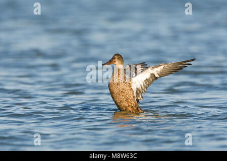 Slobeend vrouw vleugel wiekend ; Canard souchet femelle s'étendant de l'aile Banque D'Images