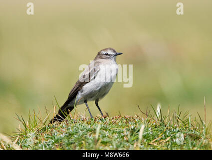 Rotsgrondtiran, Paramo Muscisaxicola alpinus alpinus, Dormilon à Banque D'Images