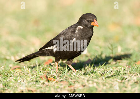 -Roodsnavel buffelwever, Red-billed Buffalo-Weaver, Bubalornis niger Banque D'Images