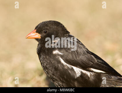 -Roodsnavel buffelwever, Red-billed Buffalo-Weaver, Bubalornis niger Banque D'Images