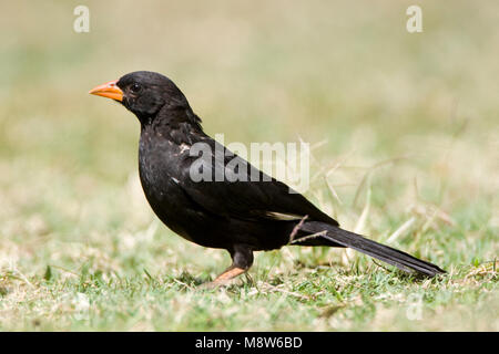 -Roodsnavel buffelwever, Red-billed Buffalo-Weaver, Bubalornis niger Banque D'Images