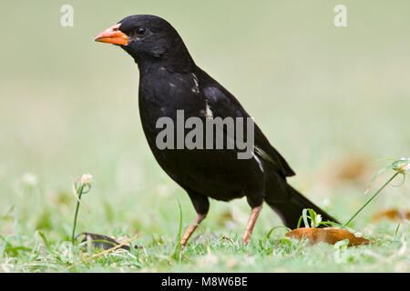 -Roodsnavel buffelwever, Red-billed Buffalo-Weaver, Bubalornis niger Banque D'Images