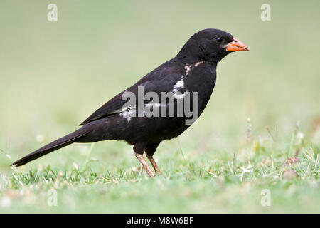 -Roodsnavel buffelwever, Red-billed Buffalo-Weaver, Bubalornis niger Banque D'Images