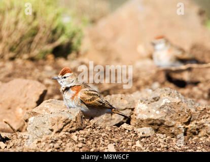 Roodkapleeuwerik, Red-capped Lark, Calandrella cinerea Banque D'Images