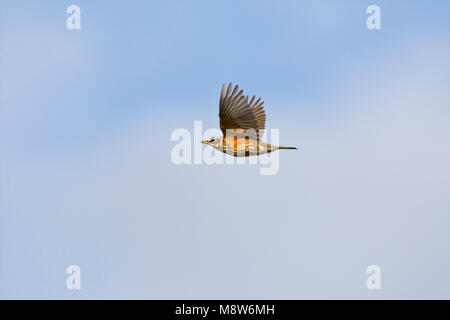 Dans Koperwiek de viaje en avión ; Redwing en vol Banque D'Images