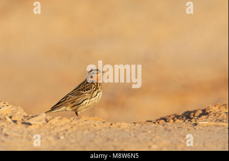 Roodkeelpieper Red-Throated, Sprague, Anthus cervinus Banque D'Images