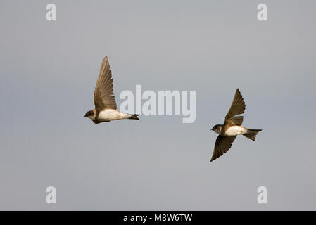 Sand Martin battant ; Oeverzwaluw vliegend Banque D'Images