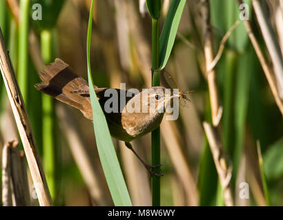 Snor rencontré voer ; Savi's Warbler avec de la nourriture Banque D'Images