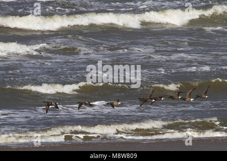 Rotgans groep vliegend marque van Boven Noordzee, troupeau d'oies à ventre noir volant au-dessus de la mer du Nord de surf Banque D'Images